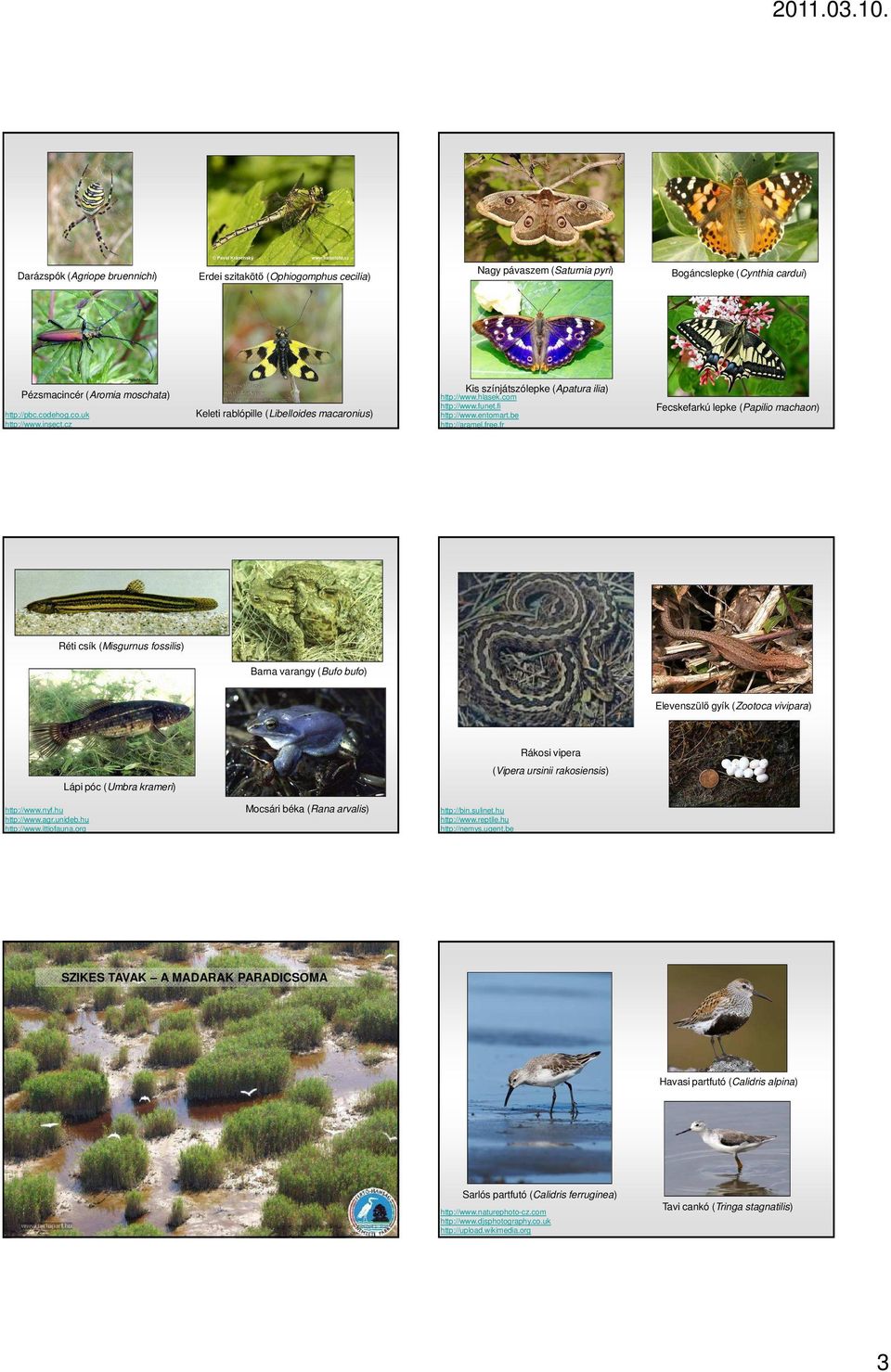 fr Fecskefarkú lepke (Papilio machaon) Réti csík (Misgurnus fossilis) Barna varangy (Bufo bufo) Elevenszülő gyík (Zootoca vivipara) Rákosi vipera (Vipera ursinii rakosiensis) Lápi póc (Umbra krameri)