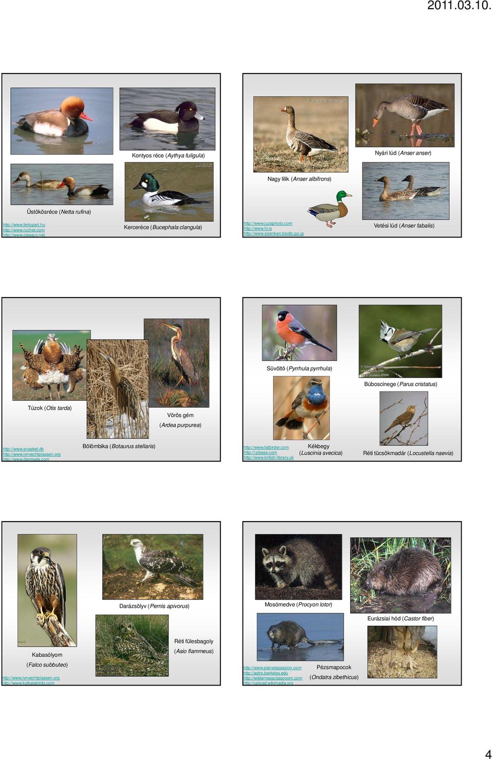 jp Vetési lúd (Anser fabalis) Süvöltő (Pyrrhula pyrrhula) Búboscinege (Parus cristatus) Túzok (Otis tarda) Vörös gém (Ardea purpurea) http://www.snaebel.dk http://www.ivnvechtplassen.org http://www.