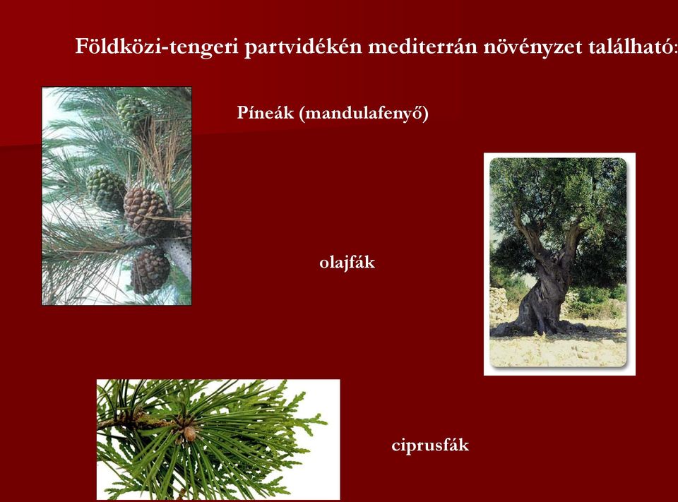 növényzet található: