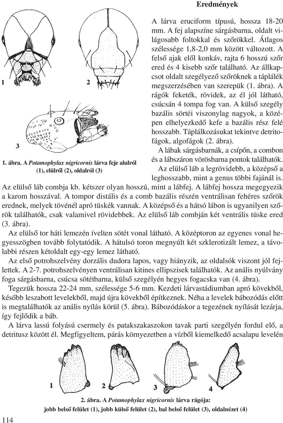 Az állkapcsot oldalt szegélyezõ szõröknek a táplálék megszerzésében van szerepük (1. ábra). A rágók feketék, rövidek, az él jól látható, csúcsán 4 tompa fog van.