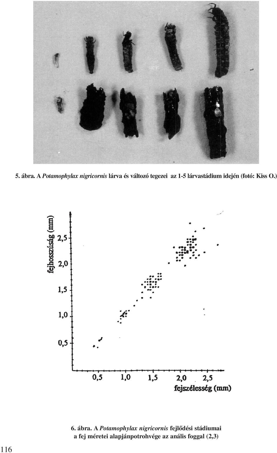 1-5 lárvastádium idején (fotó: Kiss O.) 116 6. ábra.