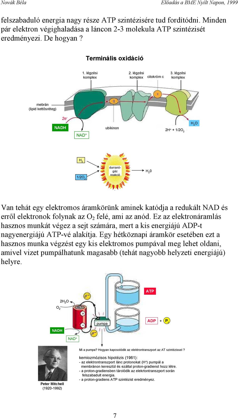 légzési komplex mebrán (lipid kettősréteg) 2e - NADH NAD + ubikinon 2 + 1/2O 2 H 2 O H 2 durranógáz H 2 0 1/2O 2 reakció Van tehát egy elektromos áramkörünk aminek katódja a redukált NAD és erről