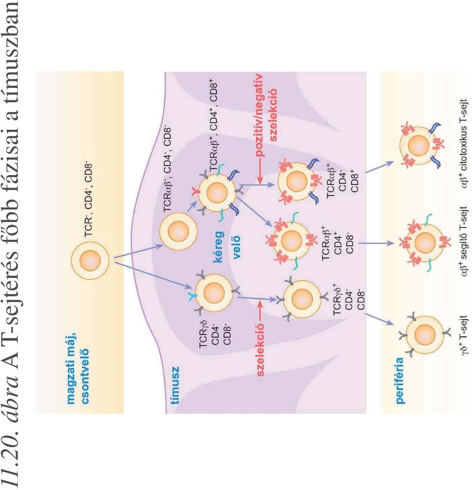 T-sejtérés f