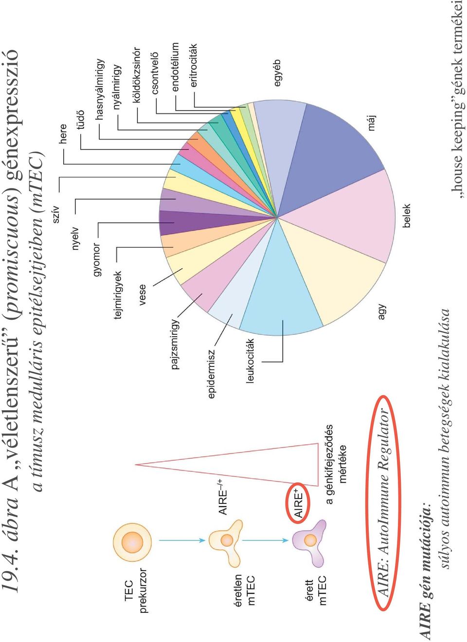 AutoImmune Regulator AIRE gén mutációja: súlyos