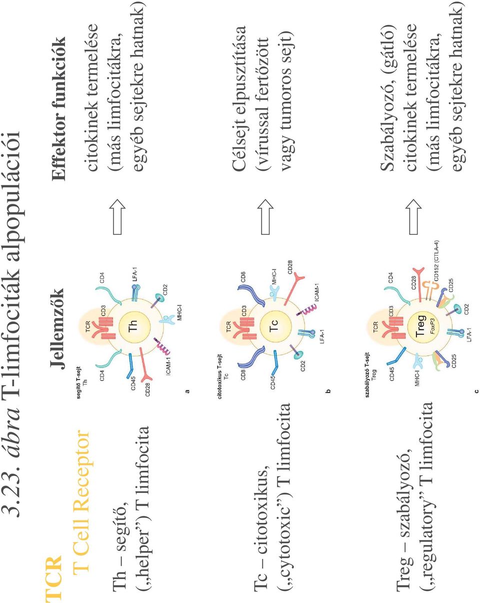 cytotoxic ) T limfocita Célsejt elpusztítása (vírussal fert zött vagy tumoros sejt) Treg szabályozó,