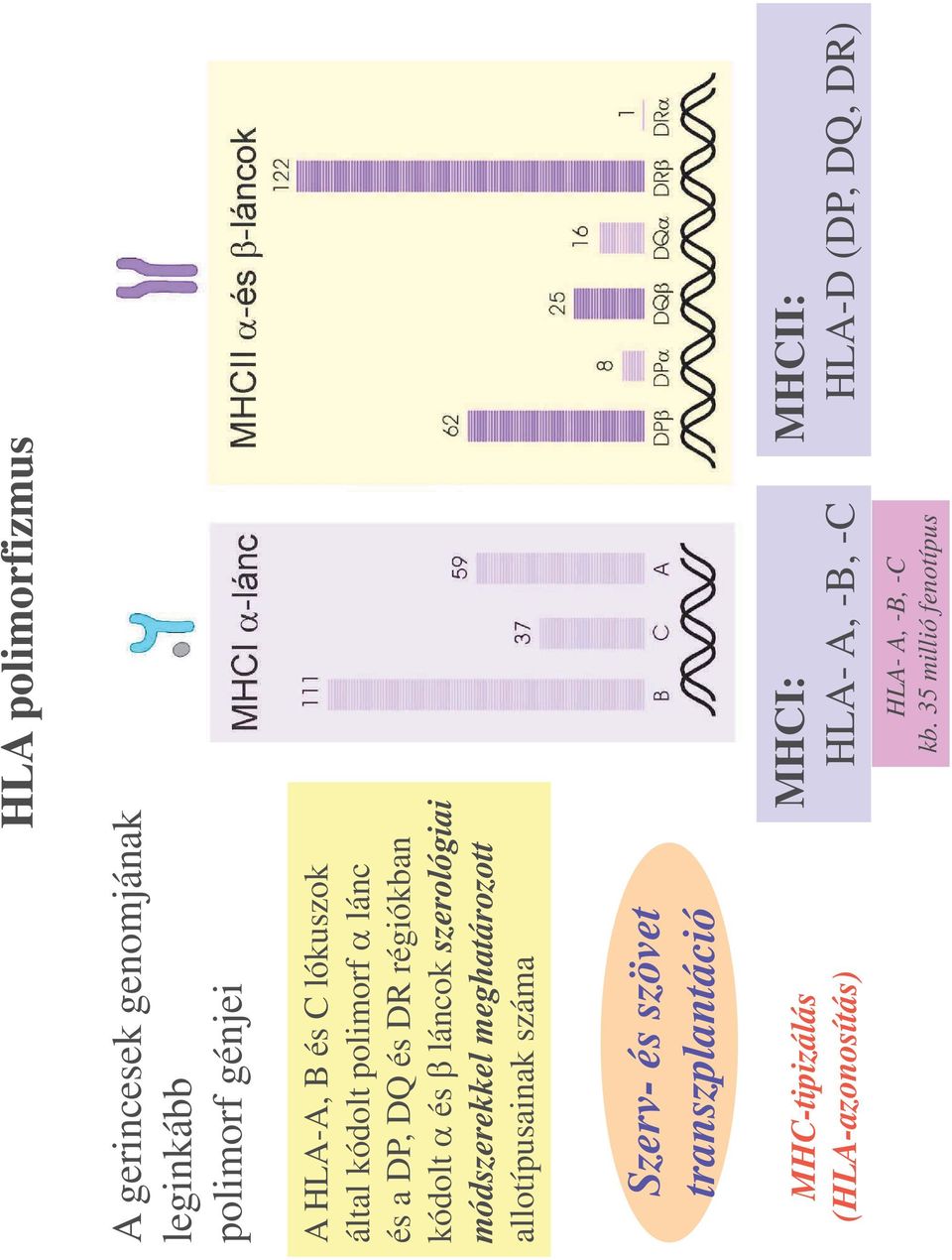 módszerekkel meghatározott allotípusainak száma Szerv- és szövet transzplantáció