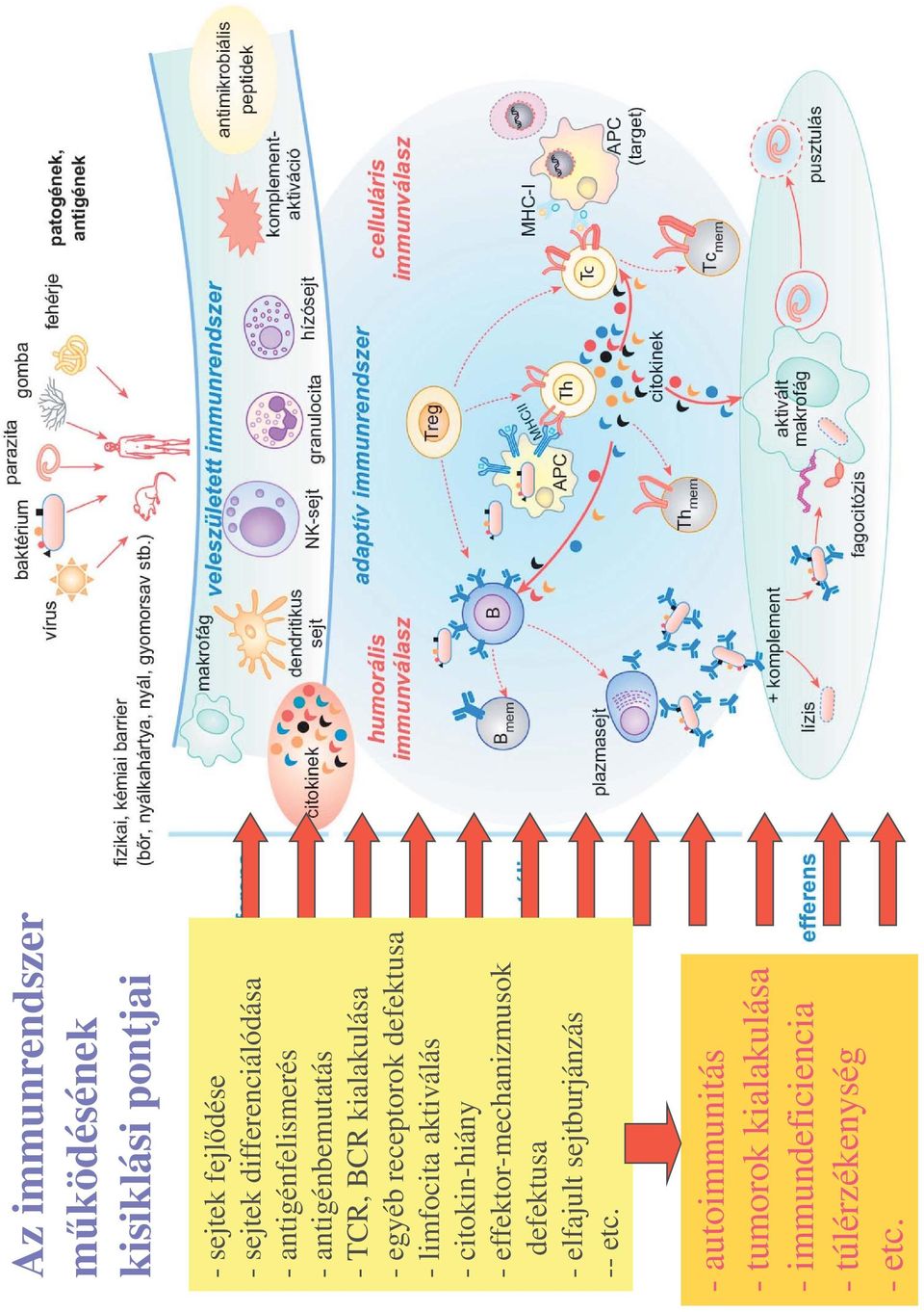 limfocita aktiválás - citokin-hiány - effektor-mechanizmusok defektusa - elfajult
