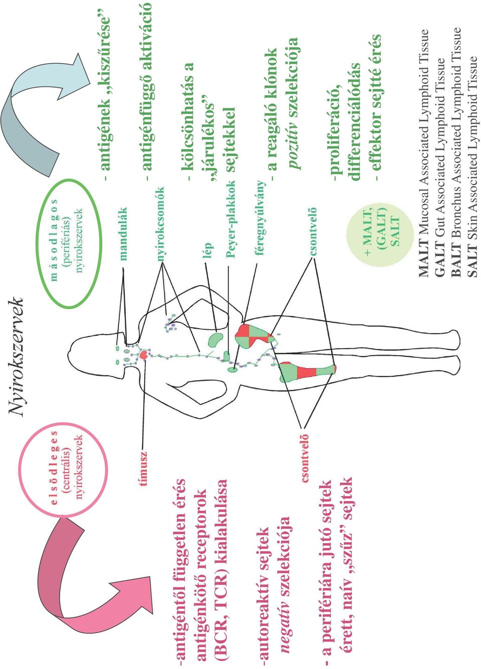járulékos sejtekkel - a reagáló klónok pozitív szelekciója -proliferáció, differenciálódás - effektor sejtté érés MALT Mucosal