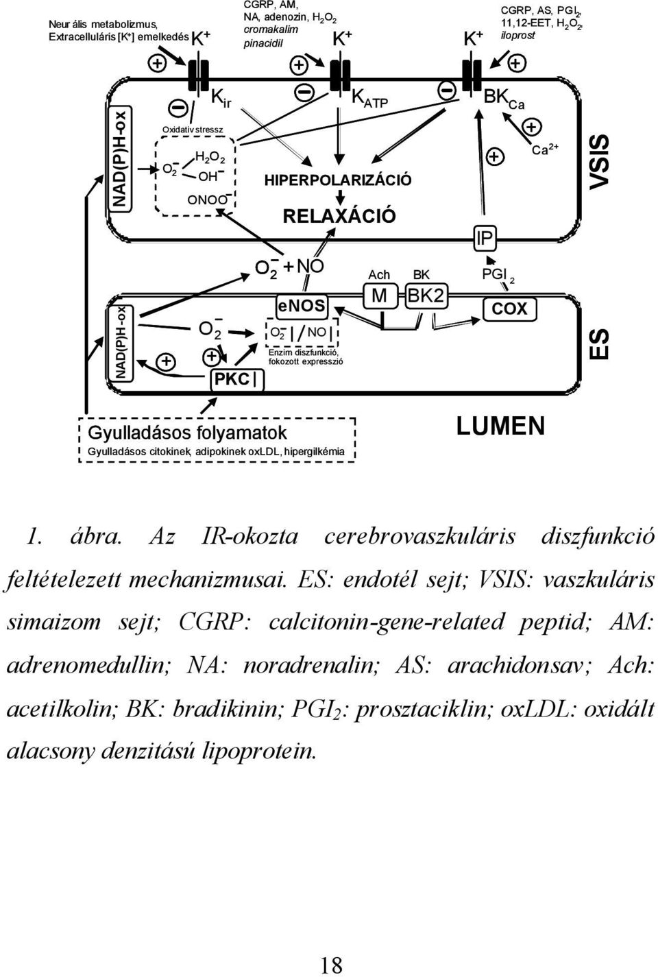 VSIS Gyulladásos folyamatok Gyulladásos citokinek, adipokinek oxldl, hipergilkémia LUMEN 1. ábra. Az IR-okozta cerebrovaszkuláris diszfunkció feltételezett mechanizmusai.
