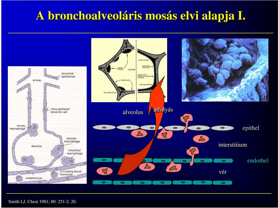 alveolus átfolyás interstitium