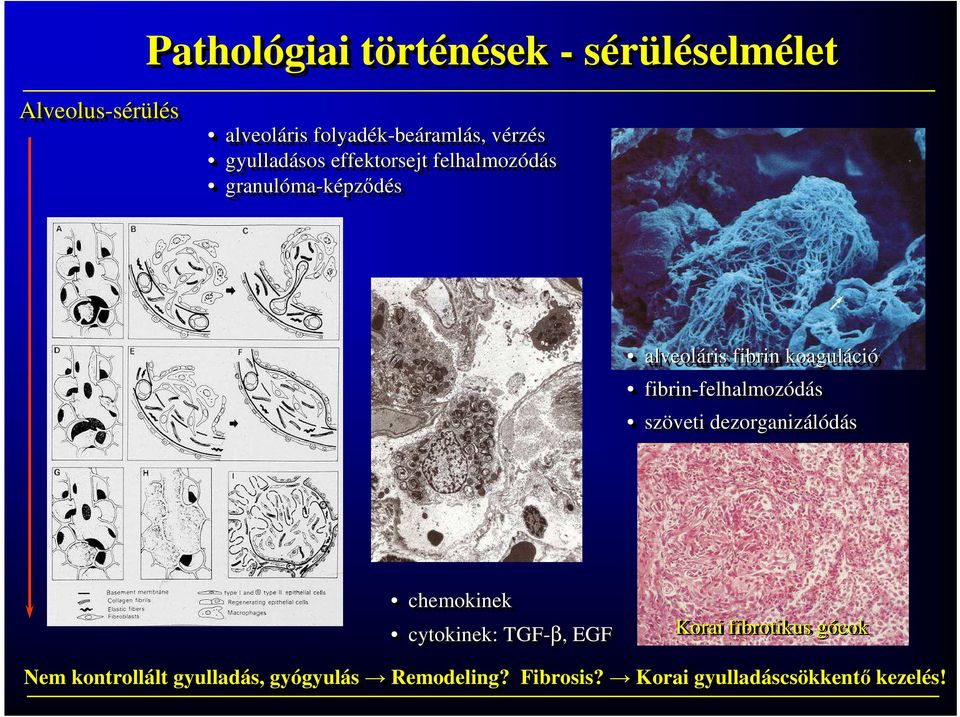 fibrin-felhalmozódás felhalmozódás szöveti dezorganizálódás chemokinek cytokinek: TGF-β,, EGF Korai