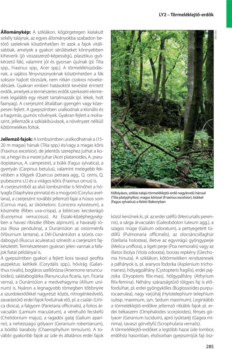 valamint jól és gyorsan újulnak (pl. Tilia spp., Fraxinus spp., Acer spp.).