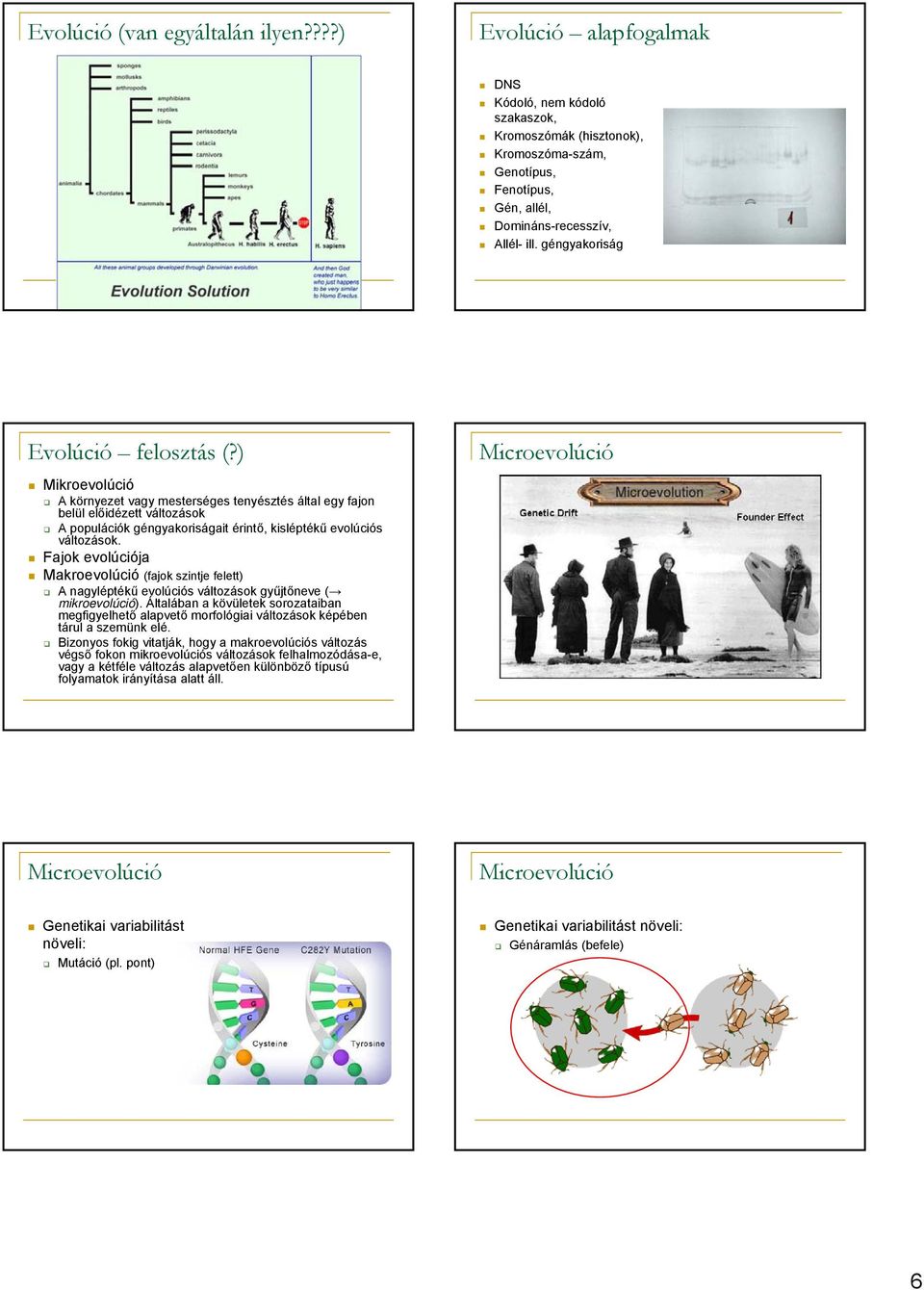 ) Mikroevolúció A környezet vagy mesterséges tenyésztés által egy fajon belül előidézett változások A populációk géngyakoriságait érintő, kisléptékű evolúciós változások.