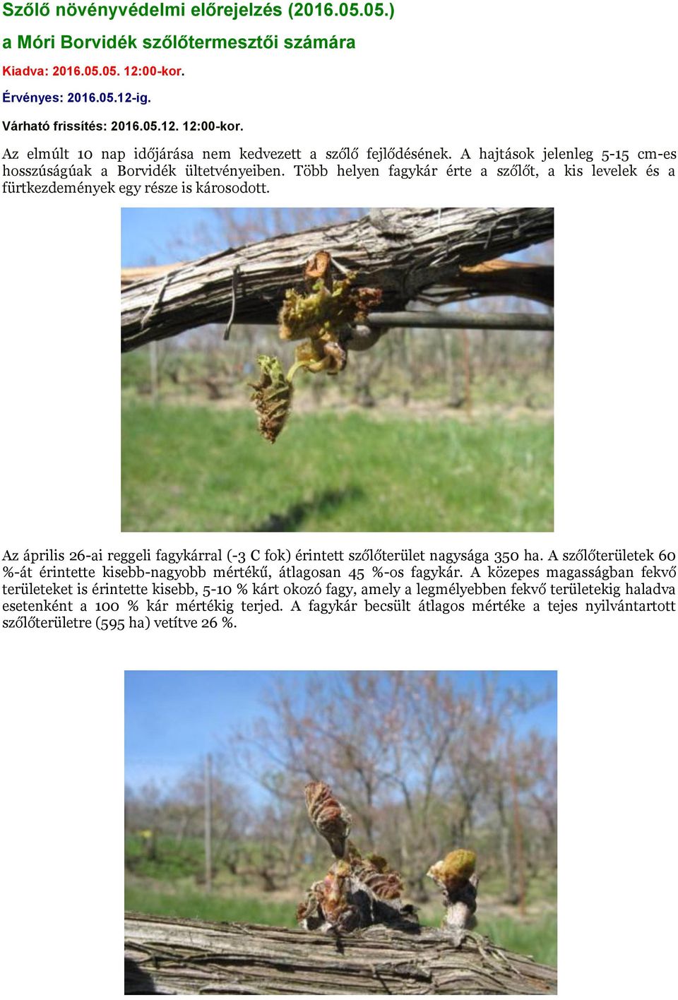 Az április 26-ai reggeli fagykárral (-3 C fok) érintett szőlőterület nagysága 350 ha. A szőlőterületek 60 %-át érintette kisebb-nagyobb mértékű, átlagosan 45 %-os fagykár.