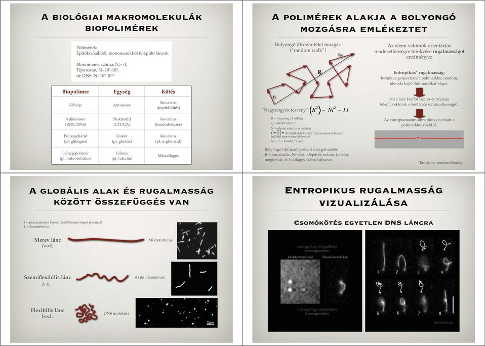 α-glikozid) Bolyongó (Brown-féle) mozgás ( random walk ) r 1 Négyzetgyök törvény : R 2 R r N = Nl 2 = Ll R = vég-vég távolság r i = elemi vektor N = elemi vektorok száma l = r i = korrelációs hossz (