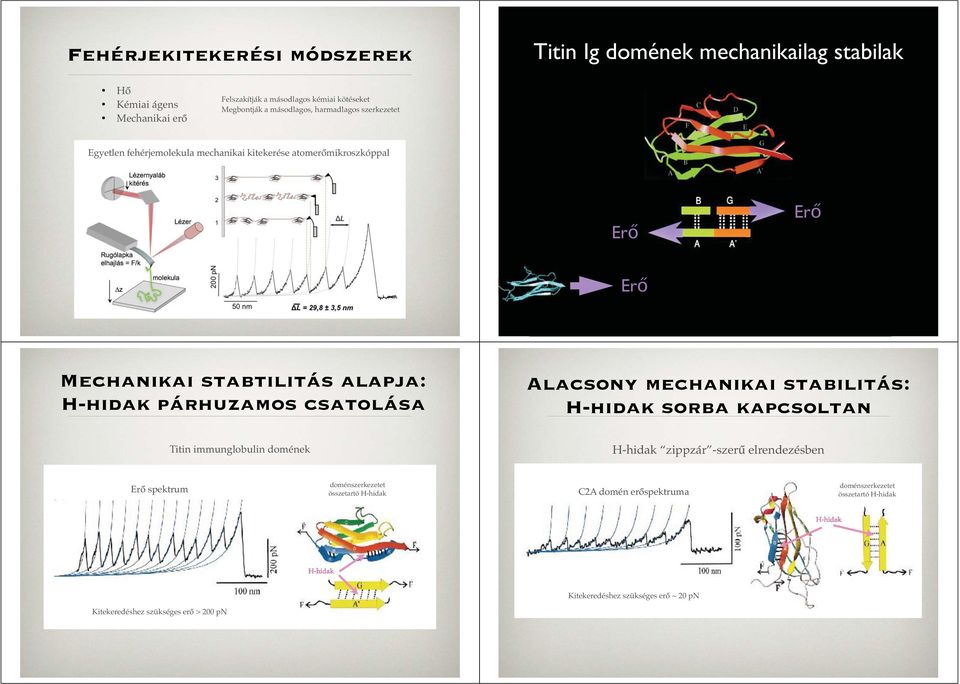 párhuzamos csatolása Alacsony mechanikai stabilitás: H-hidak sorba kapcsoltan Titin immunglobulin domének H-hidak zippzár -szerű elrendezésben Erő spektrum