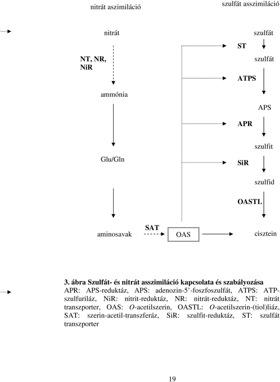 ábra Szulfát- és nitrát asszimiláció kapcsolata és szabályozása APR: APS-reduktáz, APS: adenozin-5 -foszfoszulfát, ATPS: