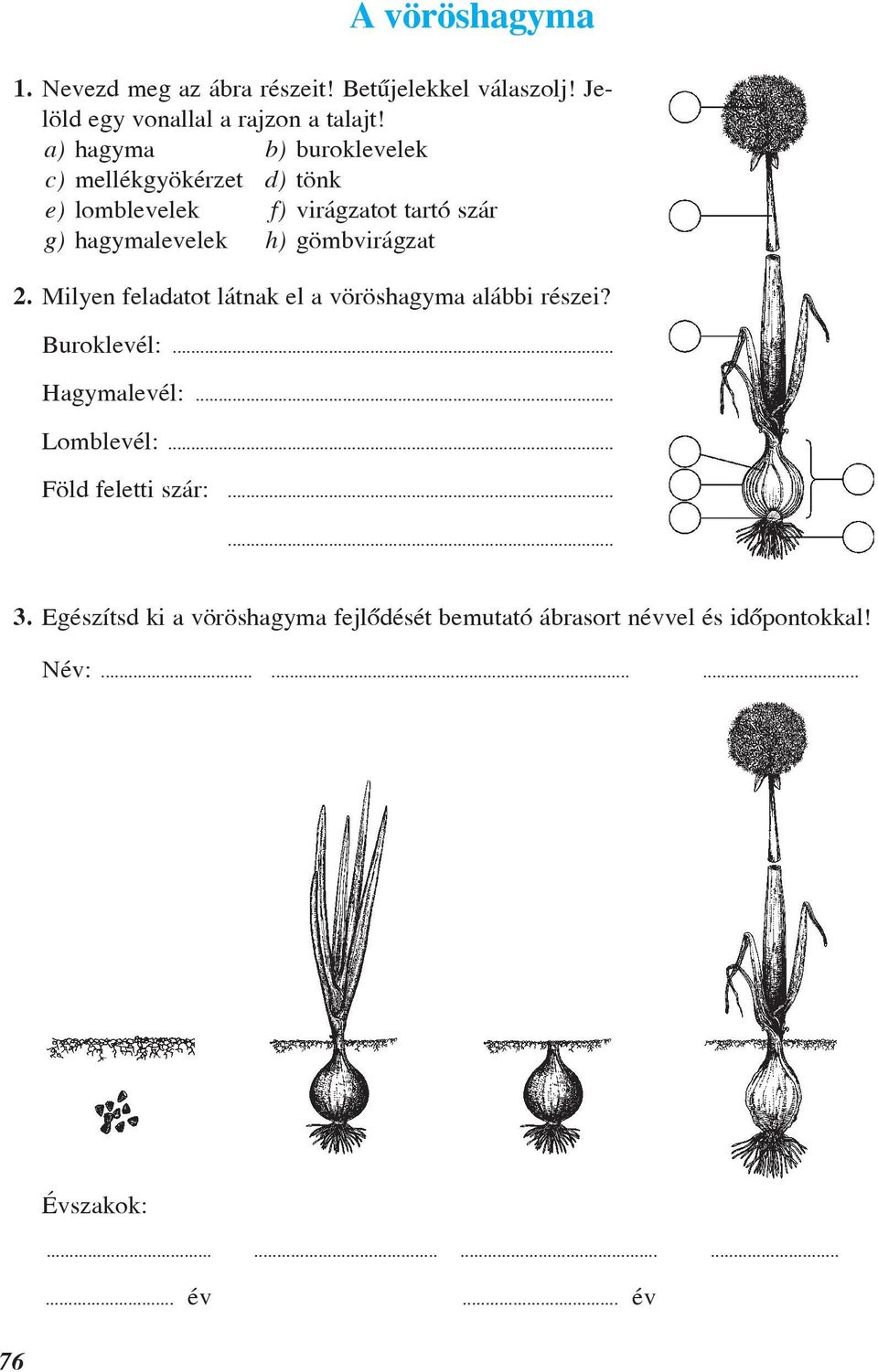 gömbvirágzat 2. Milyen feladatot látnak el a vöröshagyma alábbi részei? Buroklevél:... Hagymalevél:... Lomblevél:.