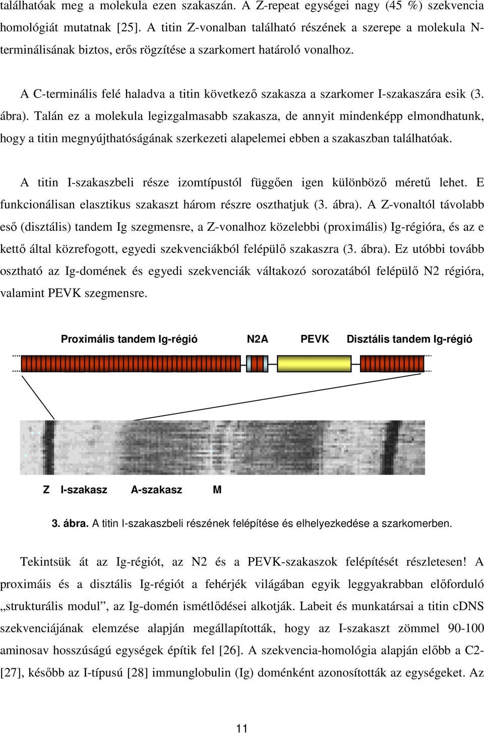 A C-terminális felé haladva a titin következő szakasza a szarkomer I-szakaszára esik (3. ábra).