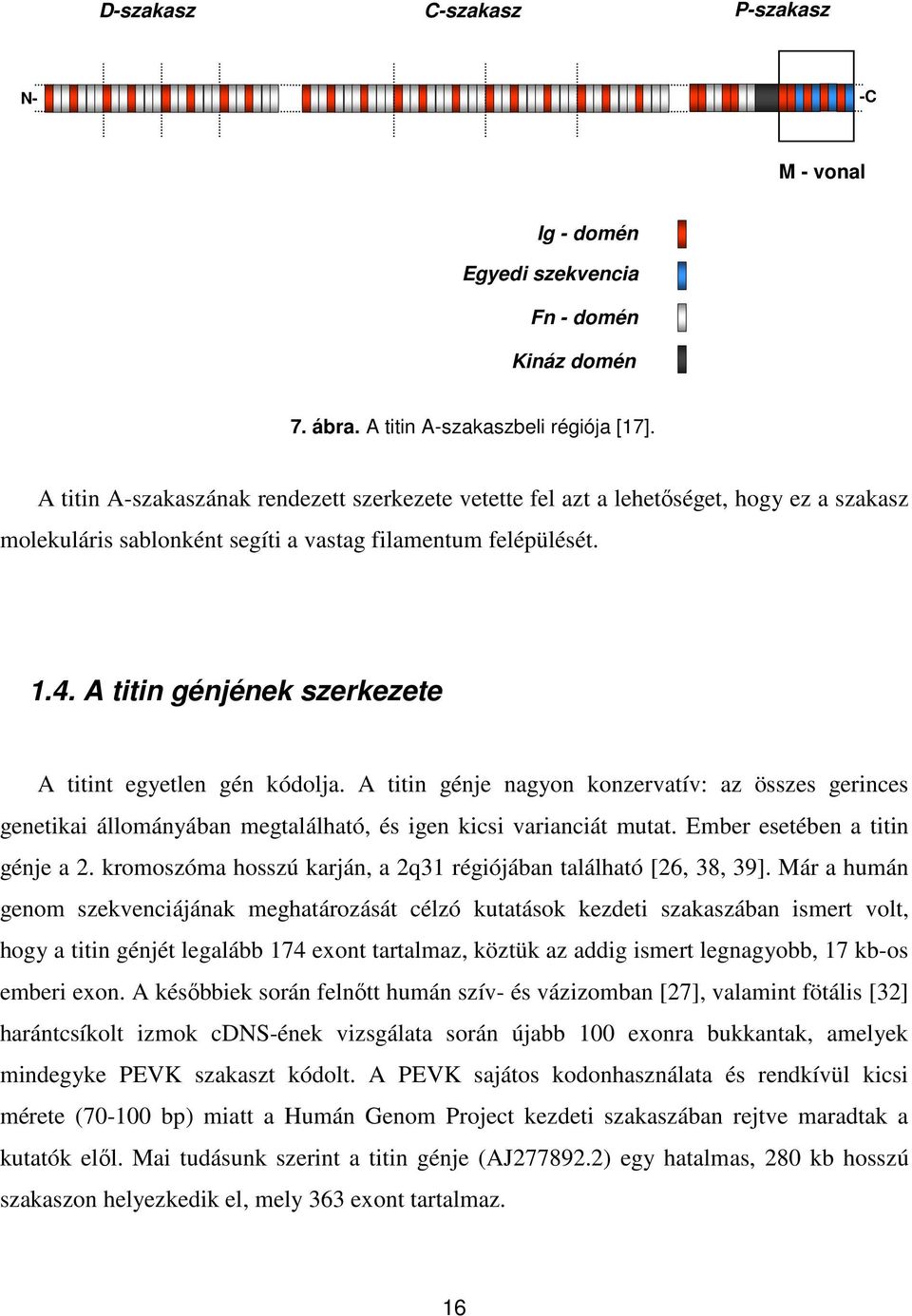 A titin génjének szerkezete A titint egyetlen gén kódolja. A titin génje nagyon konzervatív: az összes gerinces genetikai állományában megtalálható, és igen kicsi varianciát mutat.