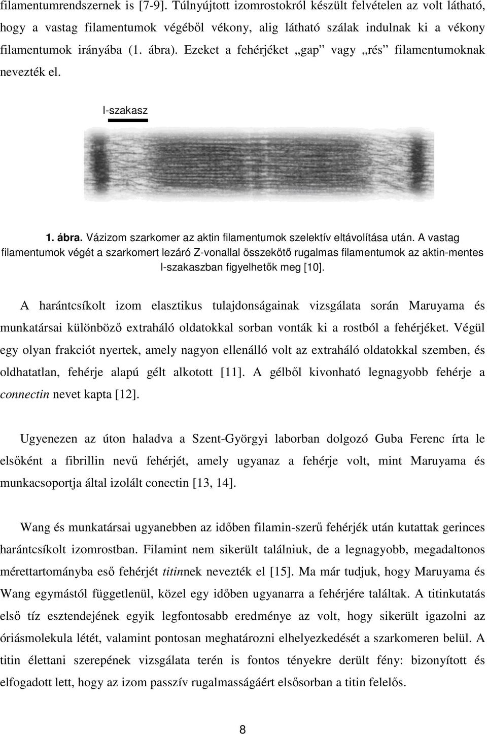 Ezeket a fehérjéket gap vagy rés filamentumoknak nevezték el. I-szakasz 1. ábra. Vázizom szarkomer az aktin filamentumok szelektív eltávolítása után.