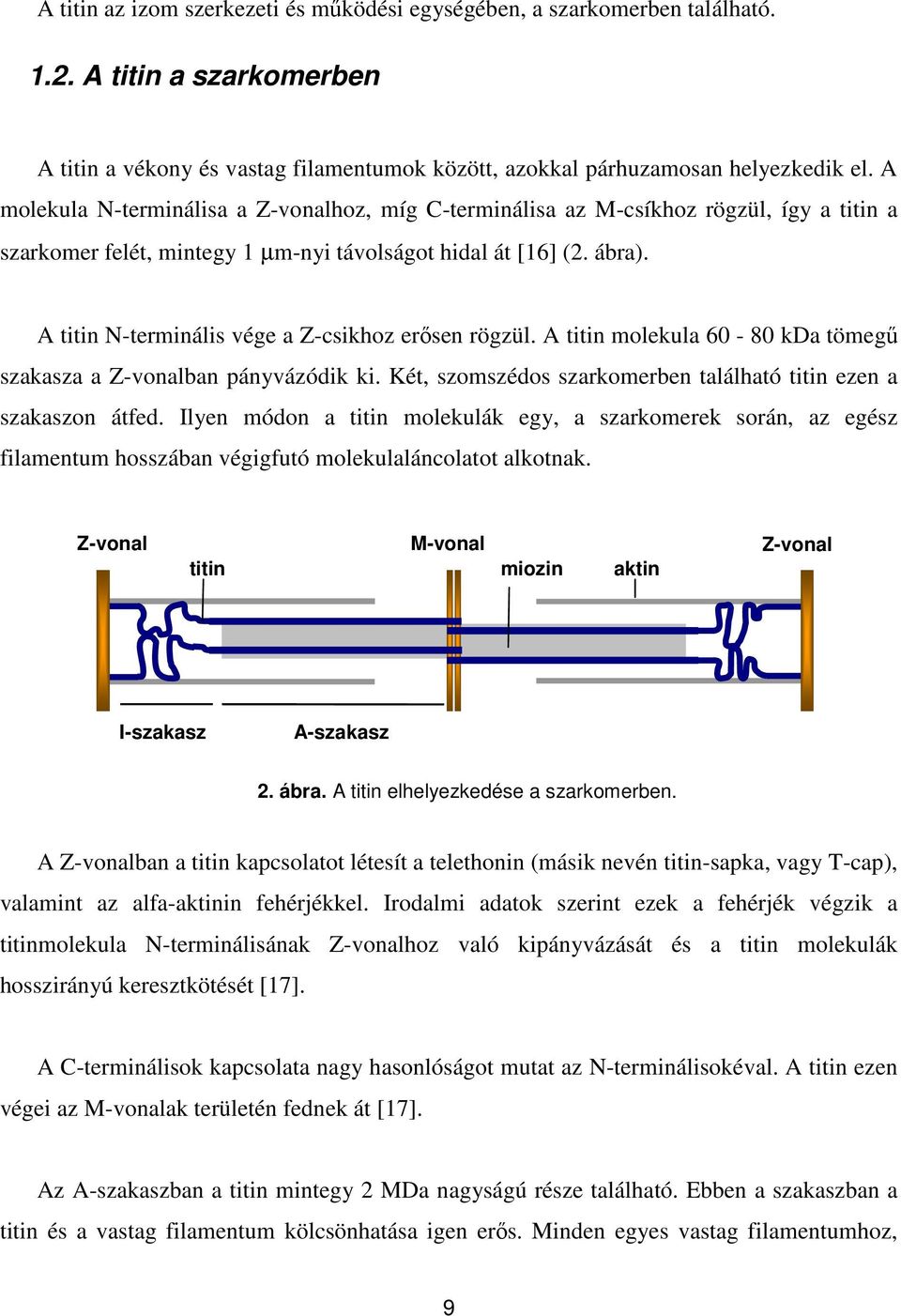 A titin N-terminális vége a Z-csikhoz erősen rögzül. A titin molekula 60-80 kda tömegű szakasza a Z-vonalban pányvázódik ki. Két, szomszédos szarkomerben található titin ezen a szakaszon átfed.