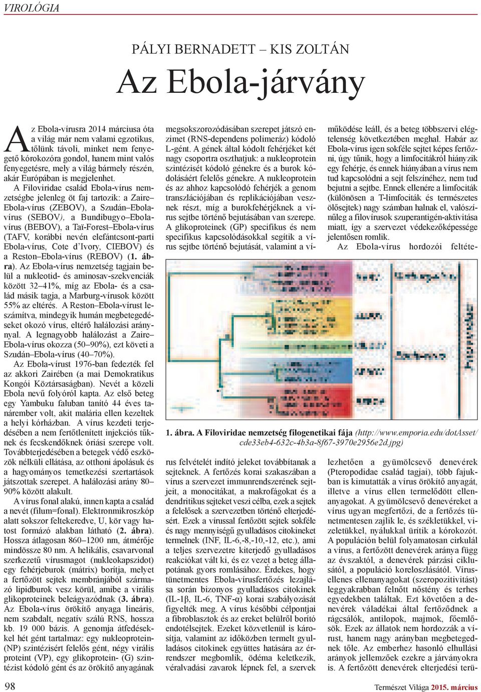 A Filoviridae család Ebola-vírus nemzetségbe jelenleg öt faj tartozik: a Zaire Ebola-vírus (ZEBOV), a Szudán Ebolavírus (SEBOV), a Bundibugyo Ebolavírus (BEBOV), a Taï-Forest Ebola-vírus (TAFV,