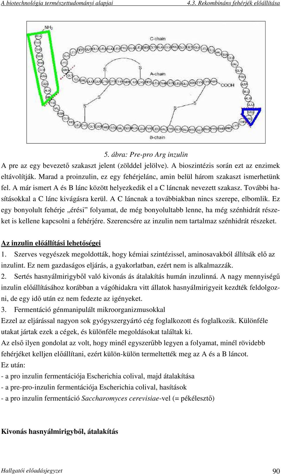 További hasításokkal a C lánc kivágásra kerül. A C láncnak a továbbiakban nincs szerepe, elbomlik.