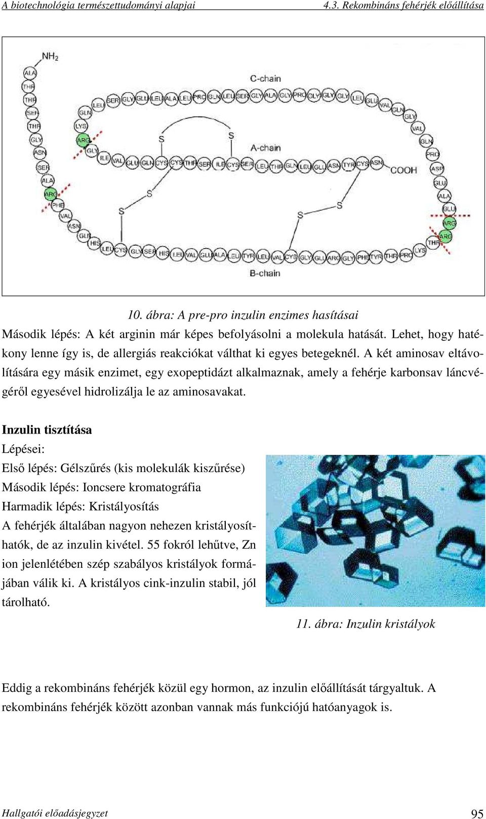 A két aminosav eltávolítására egy másik enzimet, egy exopeptidázt alkalmaznak, amely a fehérje karbonsav láncvégéről egyesével hidrolizálja le az aminosavakat.