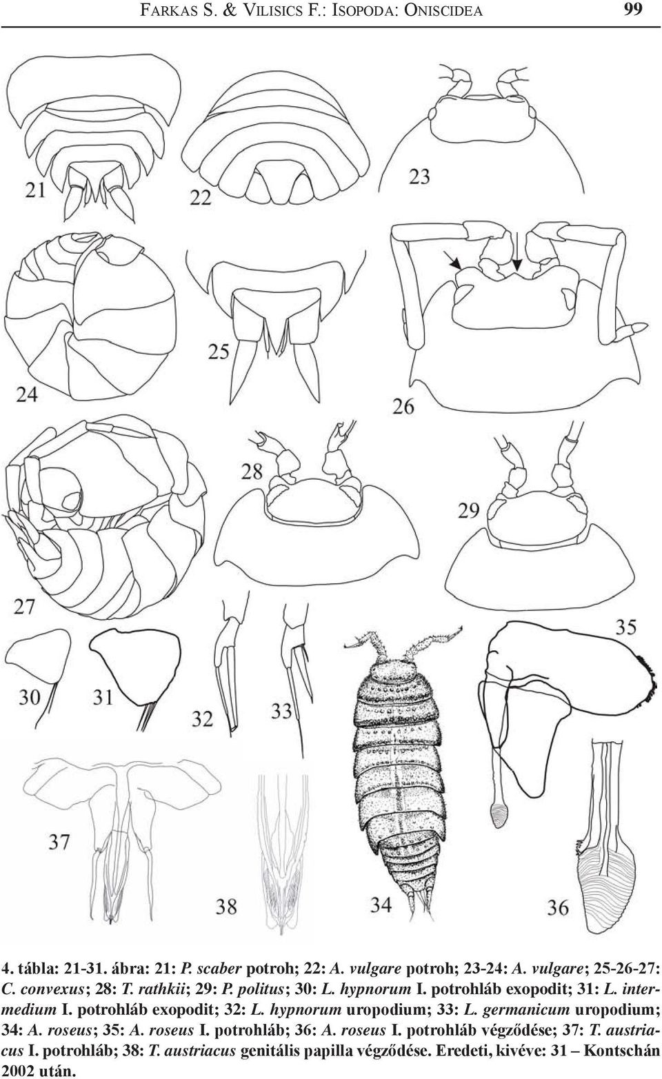 potrohláb exopodit; 32: L. hypnorum uropodium; 33: L. germanicum uropodium; 34: A. roseus; 35: A. roseus I. potrohláb; 36: A.