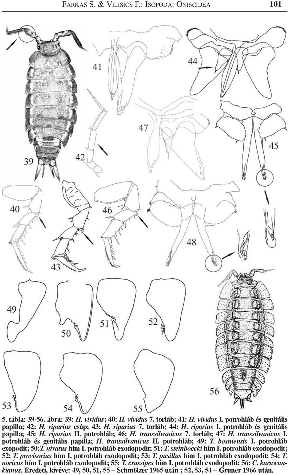 transsilvanicus II. potrohláb; 49: T. bosniensis I. potrohláb exopodit; 50:T. nivatus hím I. potrohláb exodopodit; 51: T. steinboecki hím I. potrohláb exodopodit; 52: T. provisorius hím I.
