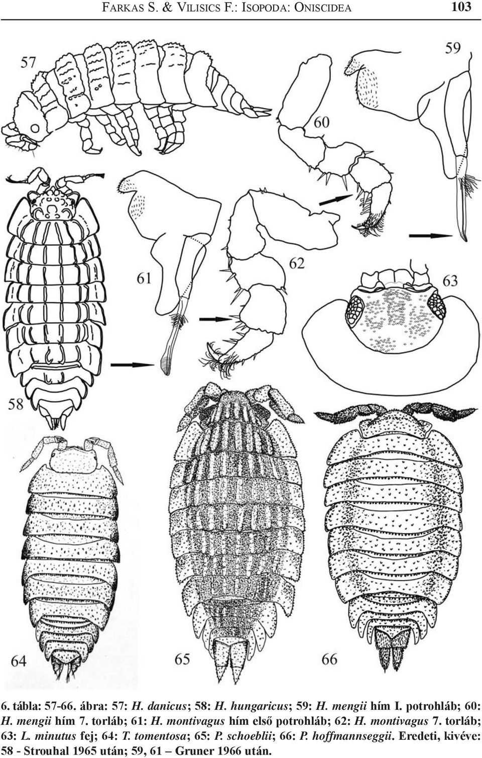 montivagus hím első potrohláb; 62: H. montivagus 7. torláb; 63: L. minutus fej; 64: T.