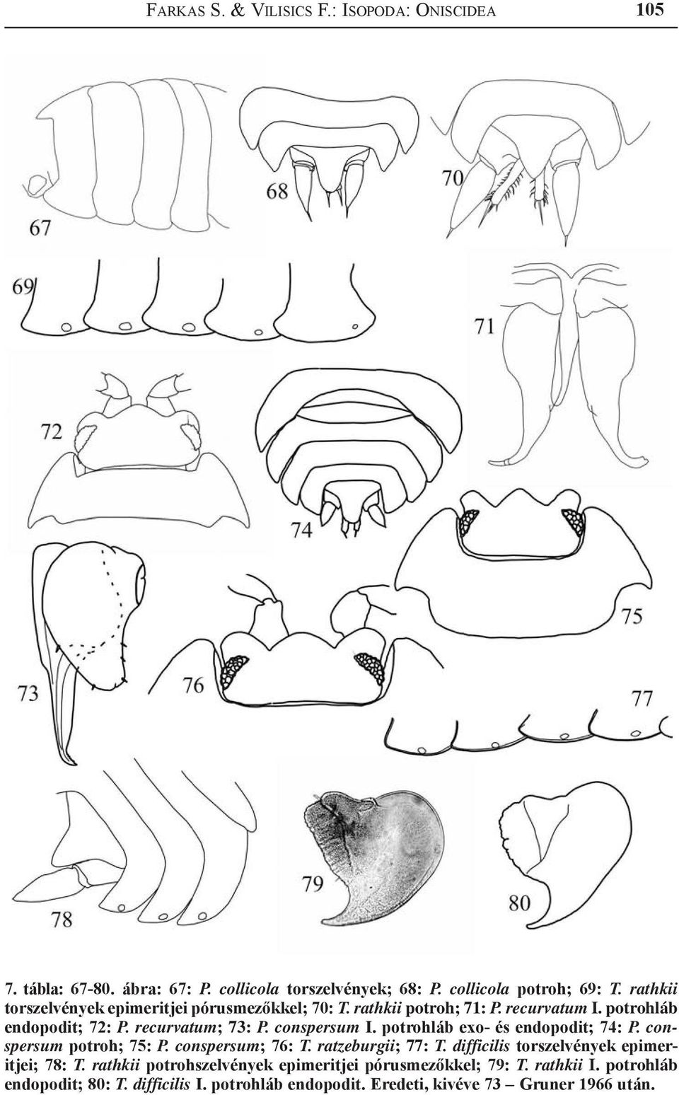 conspersum I. potrohláb exo- és endopodit; 74: P. conspersum potroh; 75: P. conspersum; 76: T. ratzeburgii; 77: T.