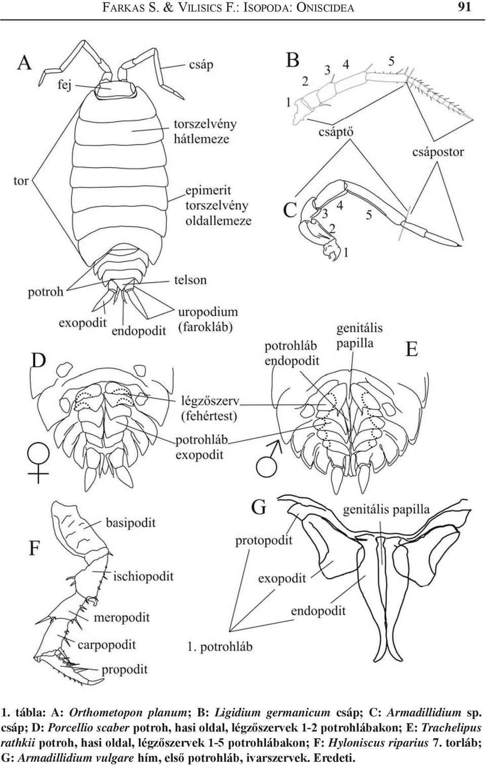 csáp; D: Porcellio scaber potroh, hasi oldal, légzőszervek 1-2 potrohlábakon; E: Trachelipus