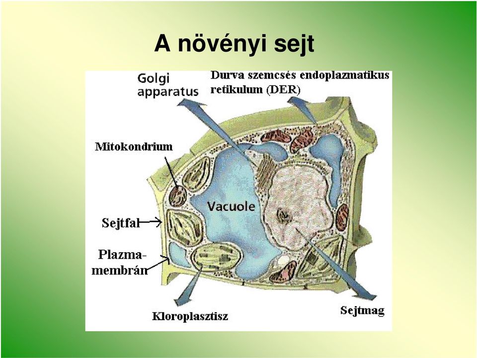 GYÓGYNÖVÉNYEK VIZSGÁLATA MIKROTECHNIKAI MÓDSZEREKKEL 1. ELŐADÁS. A növényi  sejt gyógyászati szempontból fontos alkotói: zárványok és vakuólumok - PDF  Free Download