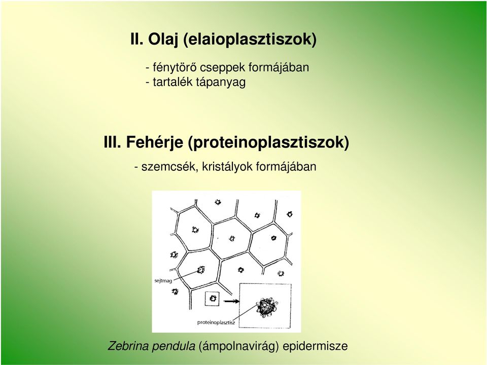 Fehérje (proteinoplasztiszok) - szemcsék,