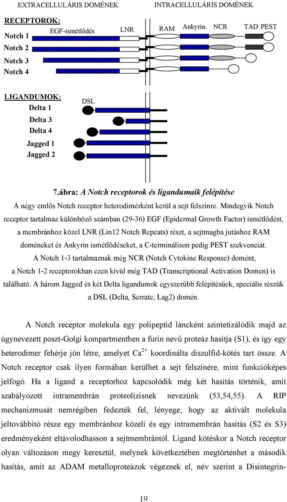 Mindegyik Notch receptor tartalmaz különböző számban (29-36) EGF (Epidermal Growth Factor) ismétlődést, a membránhoz közel LNR (Lin12 Notch Repeats) részt, a sejtmagba jutáshoz RAM doméneket és