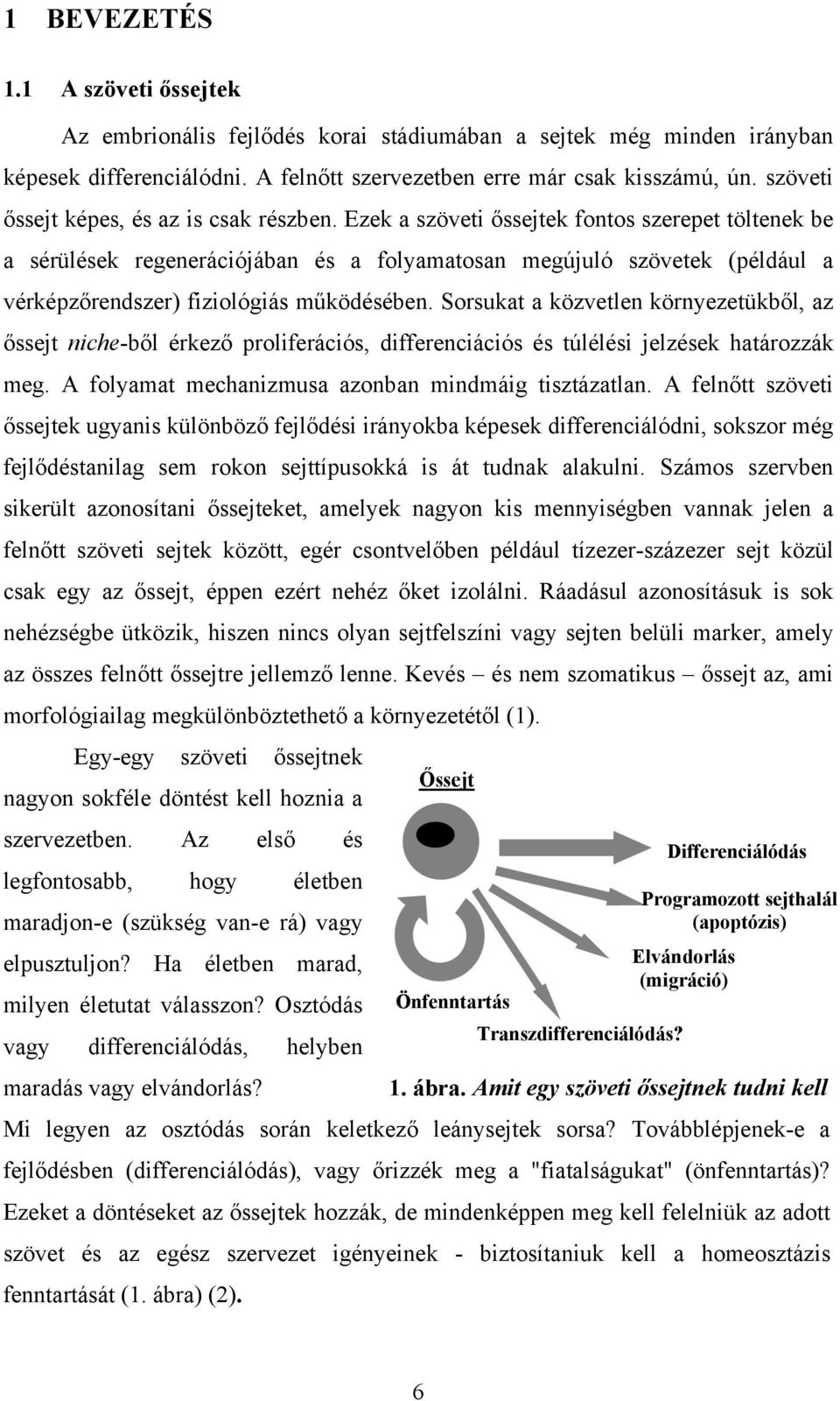 Ezek a szöveti őssejtek fontos szerepet töltenek be a sérülések regenerációjában és a folyamatosan megújuló szövetek (például a vérképzőrendszer) fiziológiás működésében.