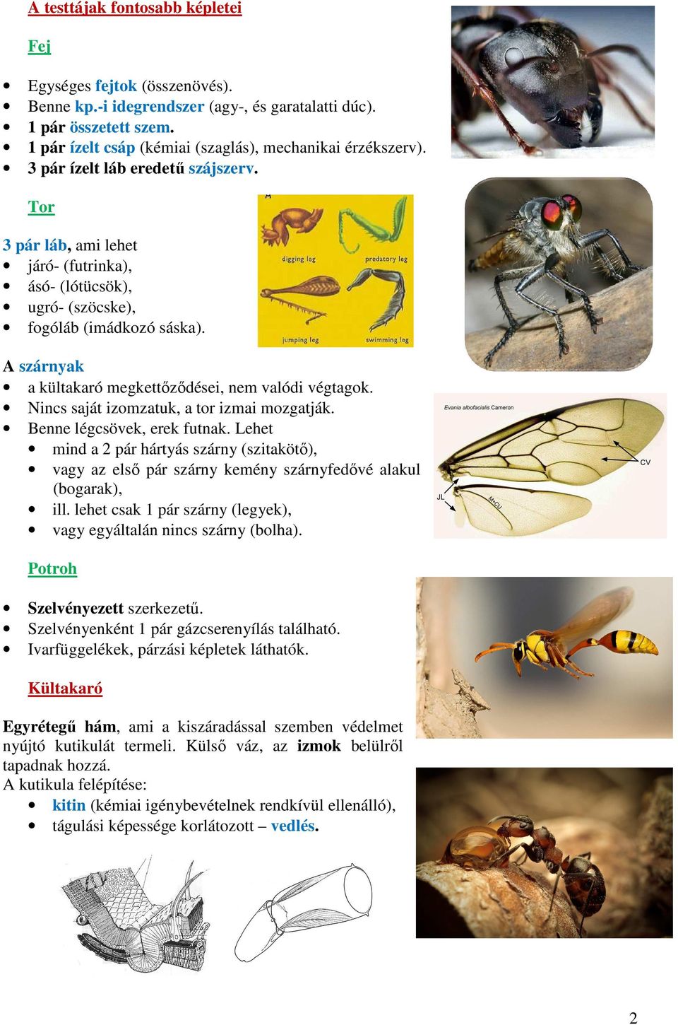 Nincs saját izomzatuk, a tor izmai mozgatják. Benne légcsövek, erek futnak. Lehet mind a 2 pár hártyás szárny (szitakötő), vagy az első pár szárny kemény szárnyfedővé alakul (bogarak), ill.