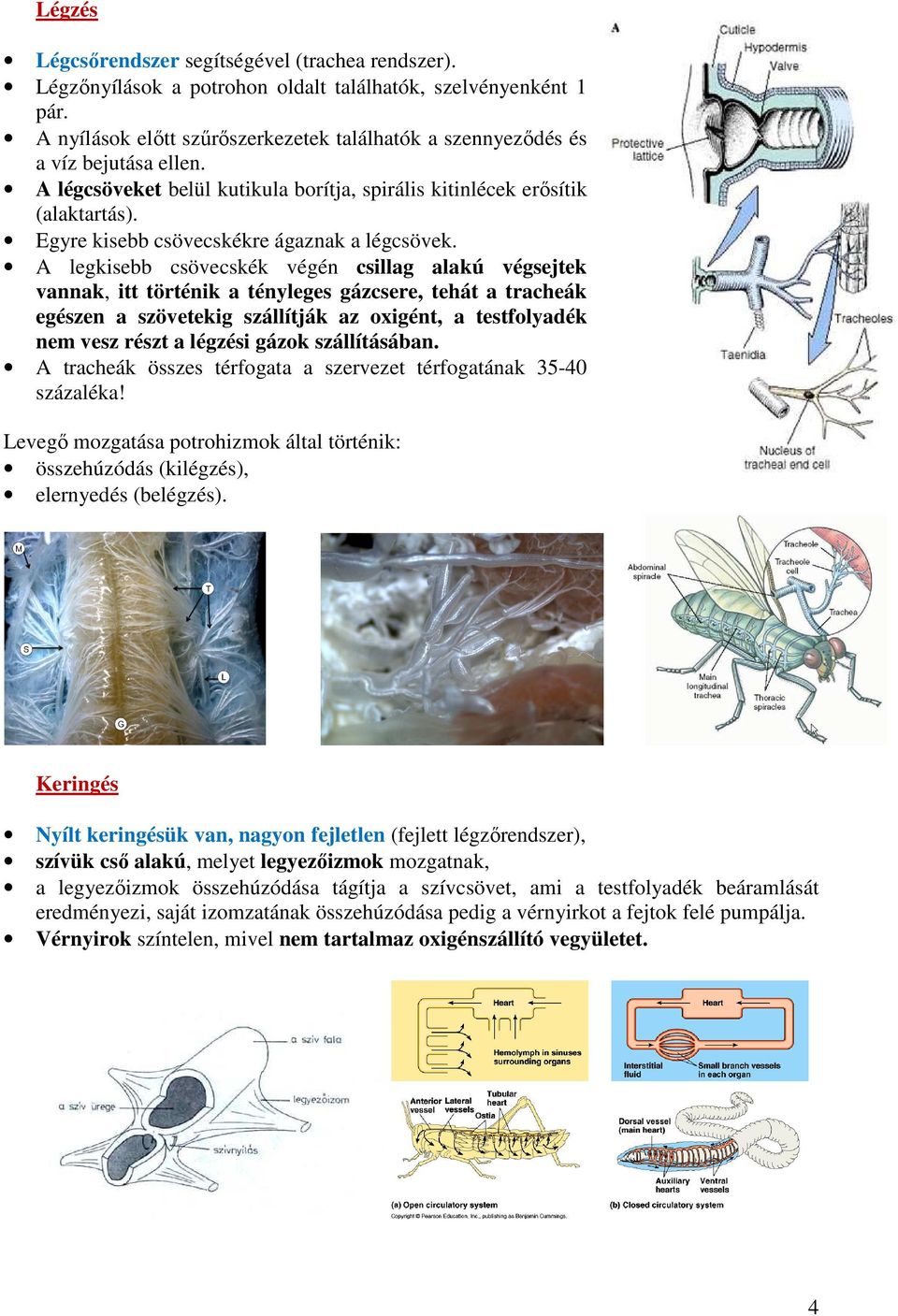 Egyre kisebb csövecskékre ágaznak a légcsövek.