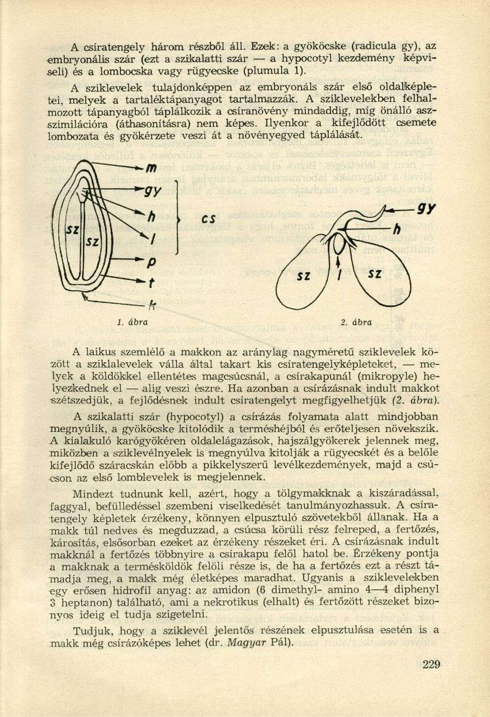 A sziklevelekben felhalmozott tápanyagból táplálkozik a csíranövény mindaddig, míg önálló aszszimilációra (áthasonításra) nem képes.