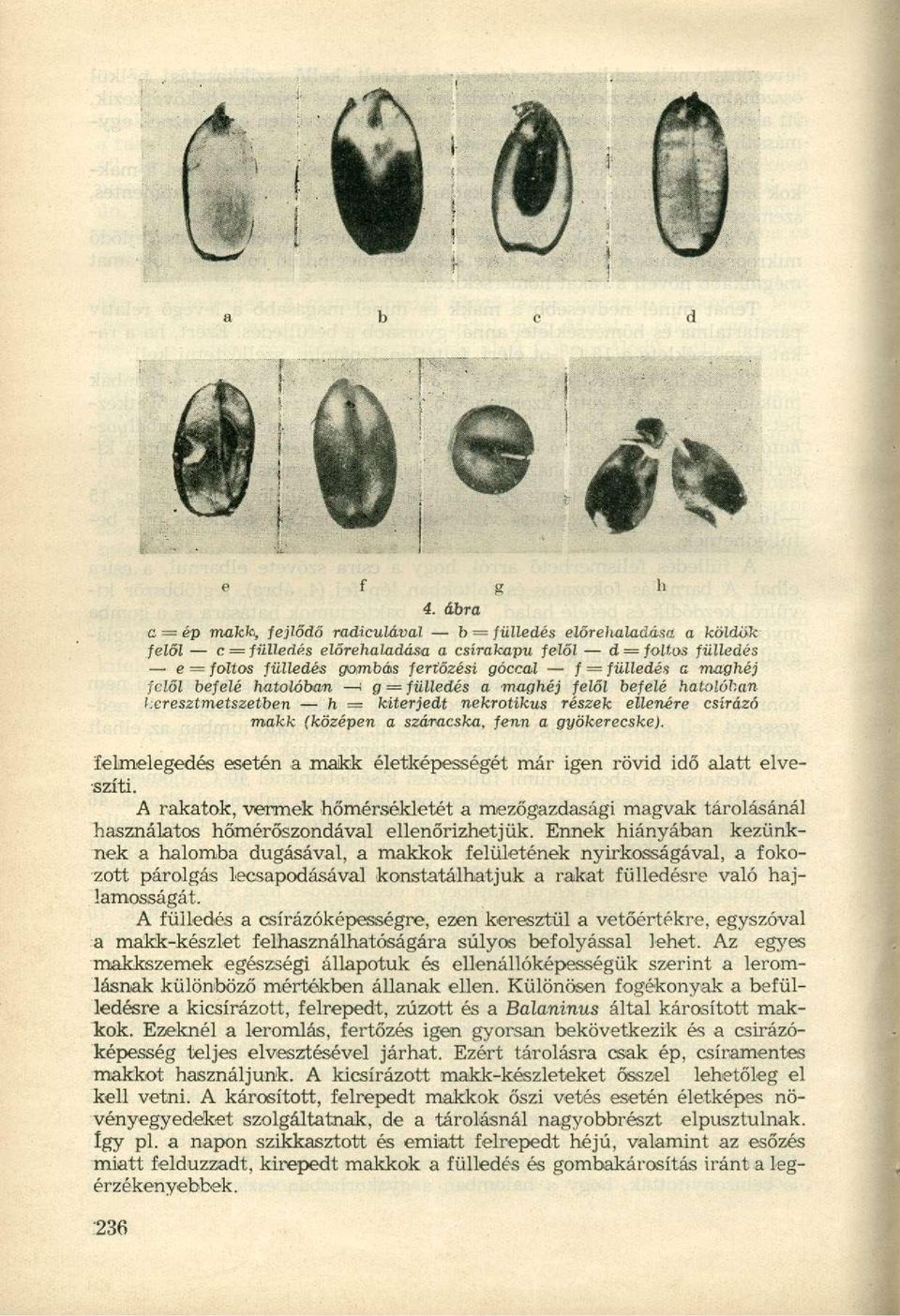 fülledés a maghéj felől befelé hatóiéban ; g = fülledés a maghéj felől befelé hatolóhan keresztmetszetben h = kiterjedt nekrotikus részek ellenére csírázó makk (középen a száracska, fenn a