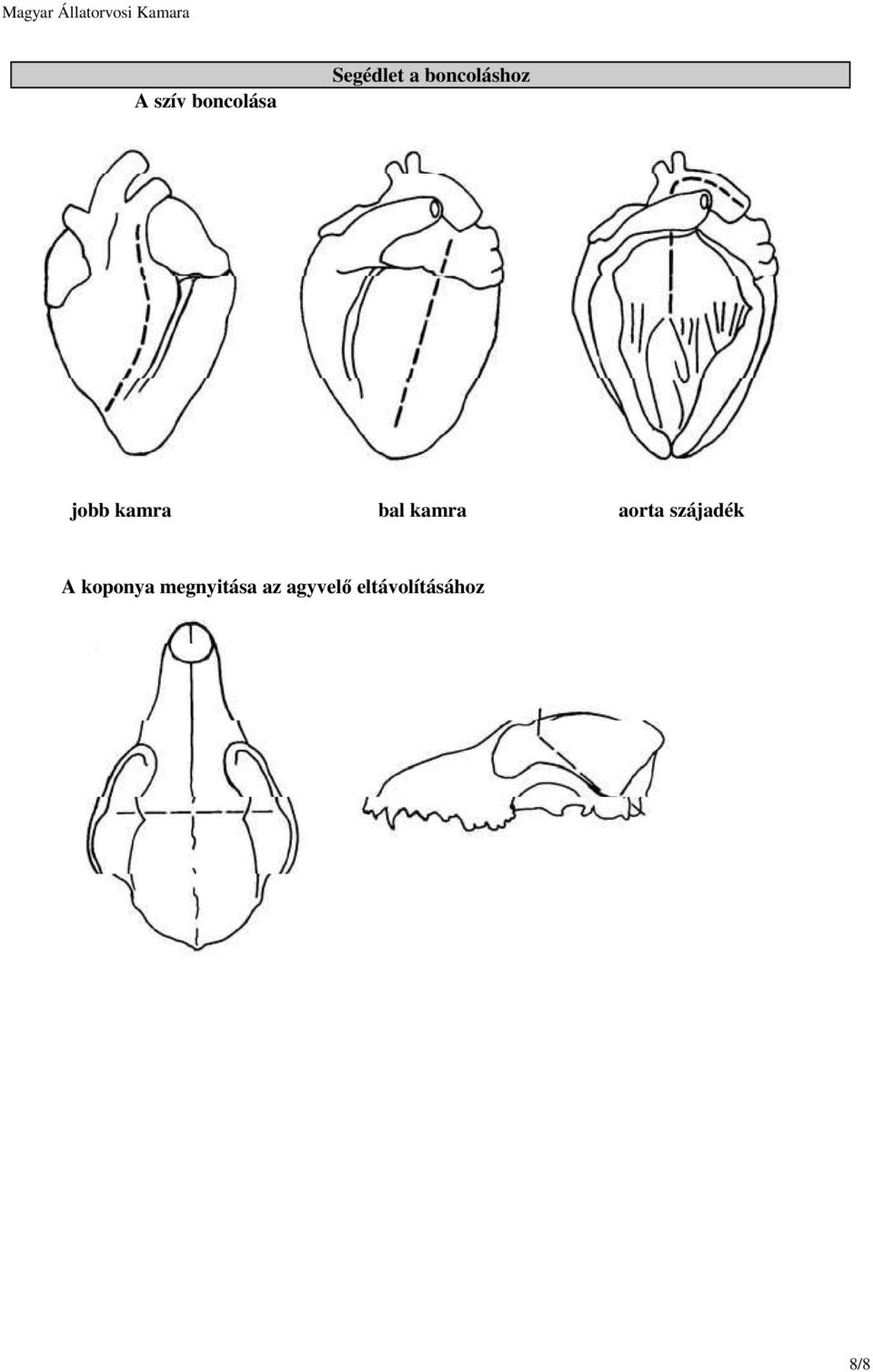 kamra aorta szájadék A koponya