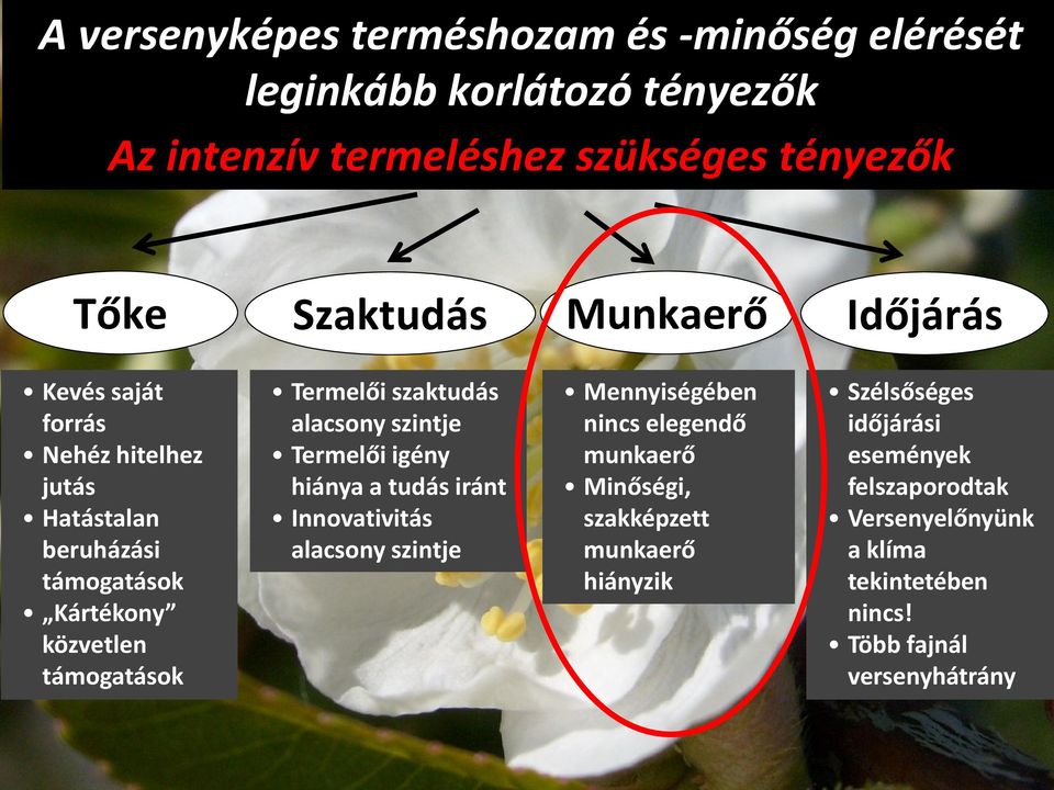 szaktudás alacsony szintje Termelői igény hiánya a tudás iránt Innovativitás alacsony szintje Mennyiségében nincs elegendő munkaerő