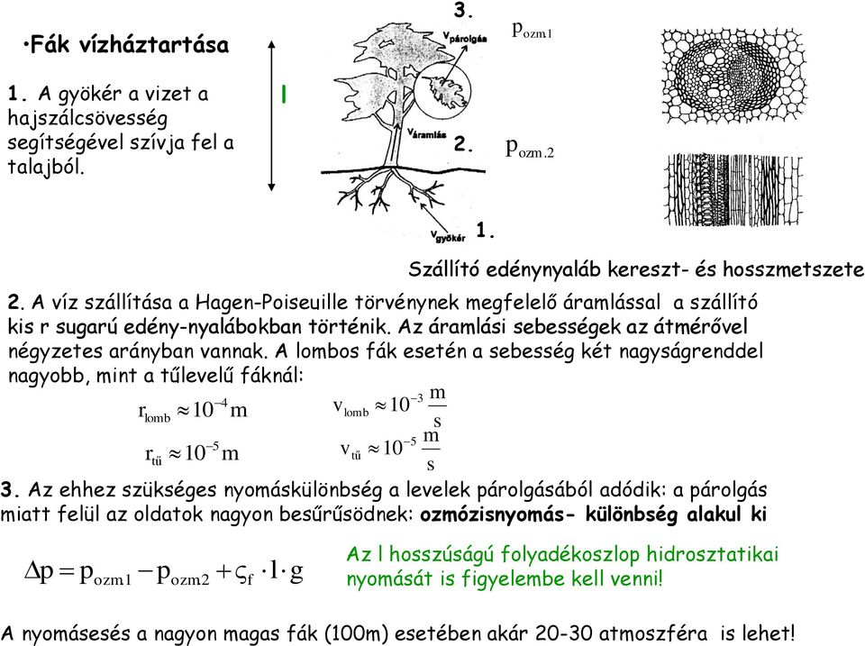 A lobos fák esetén a sebesség két nagyságrenddel nagyobb, int a tűleelű fáknál: 3 lob 10 s r lob r tű 10 10 4 5 tű 10 3.