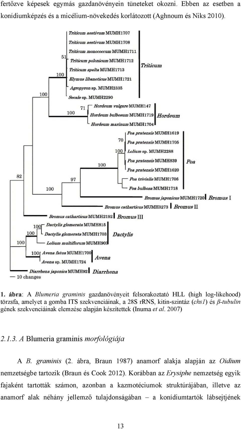 szekvenciáinak elemzése alapján készítettek (Inuma et al. 2007) 2.1.3. A Blumeria graminis morfológiája A B. graminis (2.