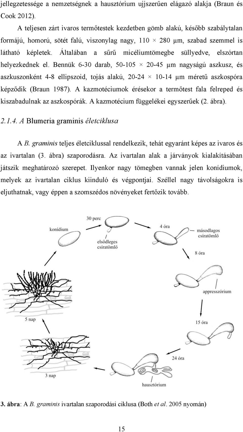 Általában a sűrű micéliumtömegbe süllyedve, elszórtan helyezkednek el.