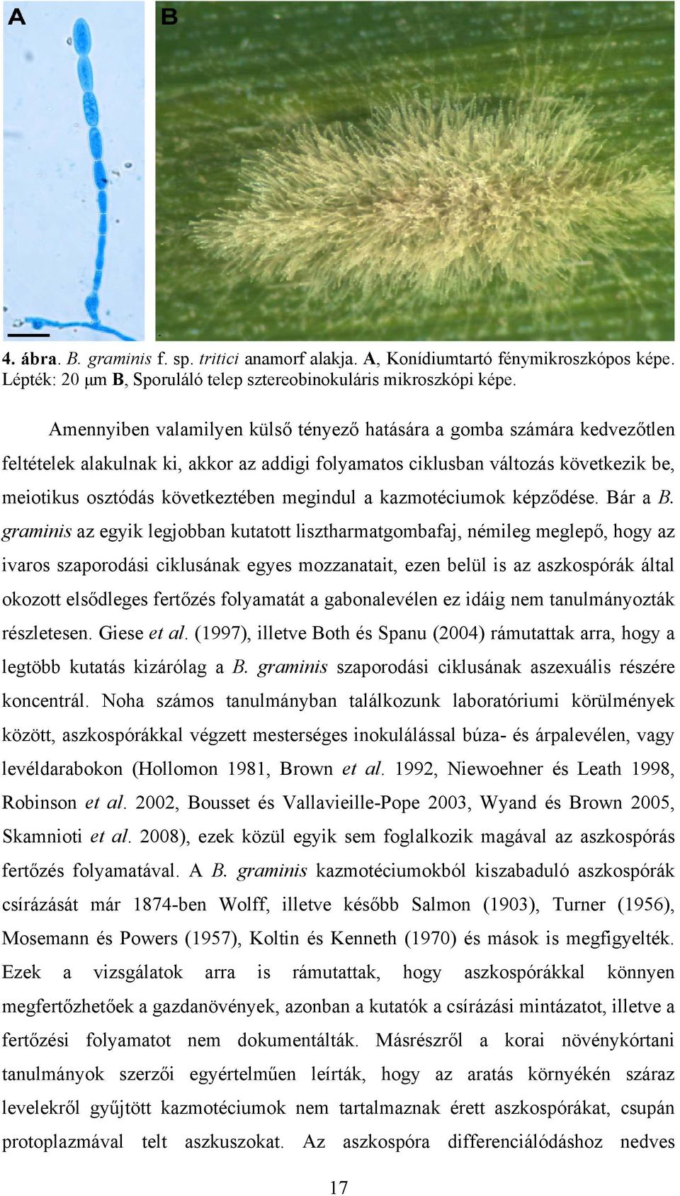 megindul a kazmotéciumok képződése. Bár a B.