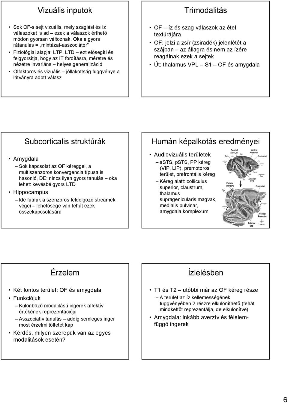 vizuális jóllakottság függvénye a látványra adott válasz Trimodalitás OF íz és szag válaszok az étel textúrájára OF: jelzi a zsír (zsiradék) jelenlétét a szájban az állagra és nem az ízére reagálnak