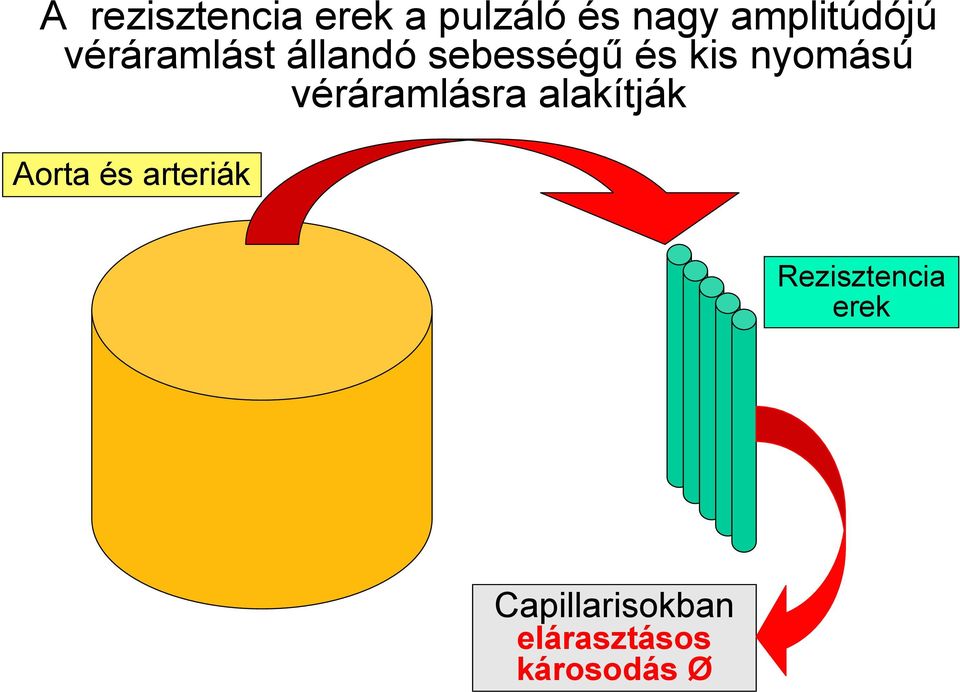 nyomású véráramlásra alakítják Aorta és arteriák